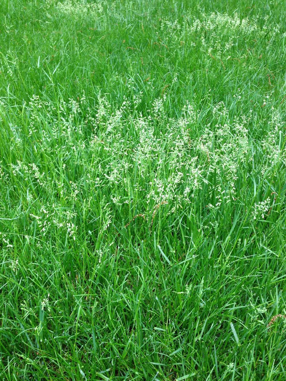 turfgrass types